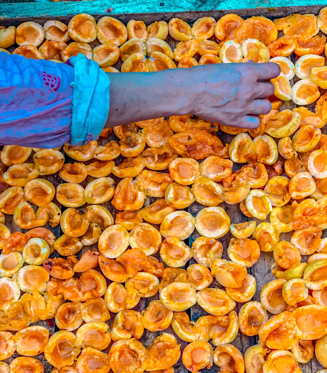 A hand turning apricots laid out to dry